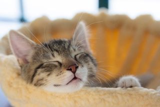 A kitten named Meatball sleeps in a cat tree.